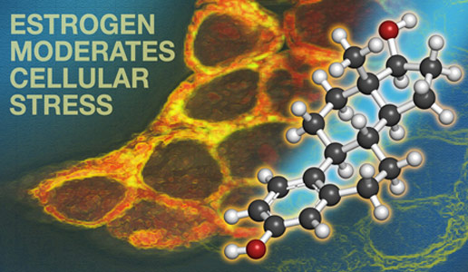 耶魯大學的研究表明，雌激素可幫助緩解壓力細胞