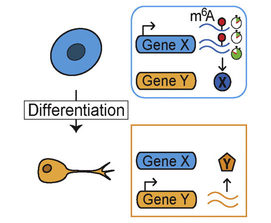 研究揭示了控制細胞身份和命運的新策略