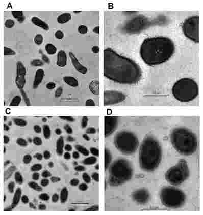 白藜蘆醇抑制了導致痤瘡的細菌的生長