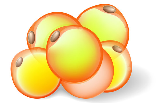 GC-1將白色脂肪變成棕色脂肪