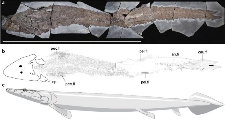 古代魚類化石揭示了人類手部的進化起源